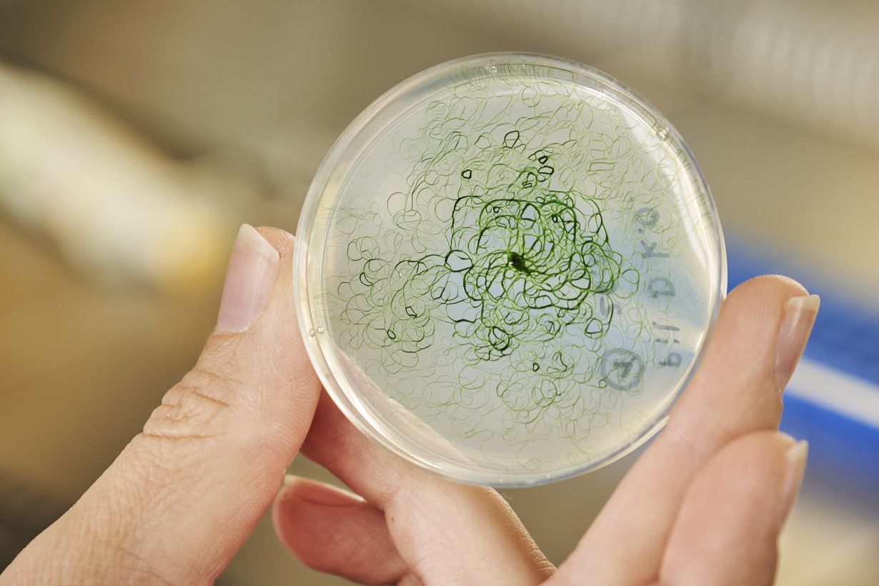 Cyanobacteria producing ethanol or hydrogen – natural gene transfer could make this possible