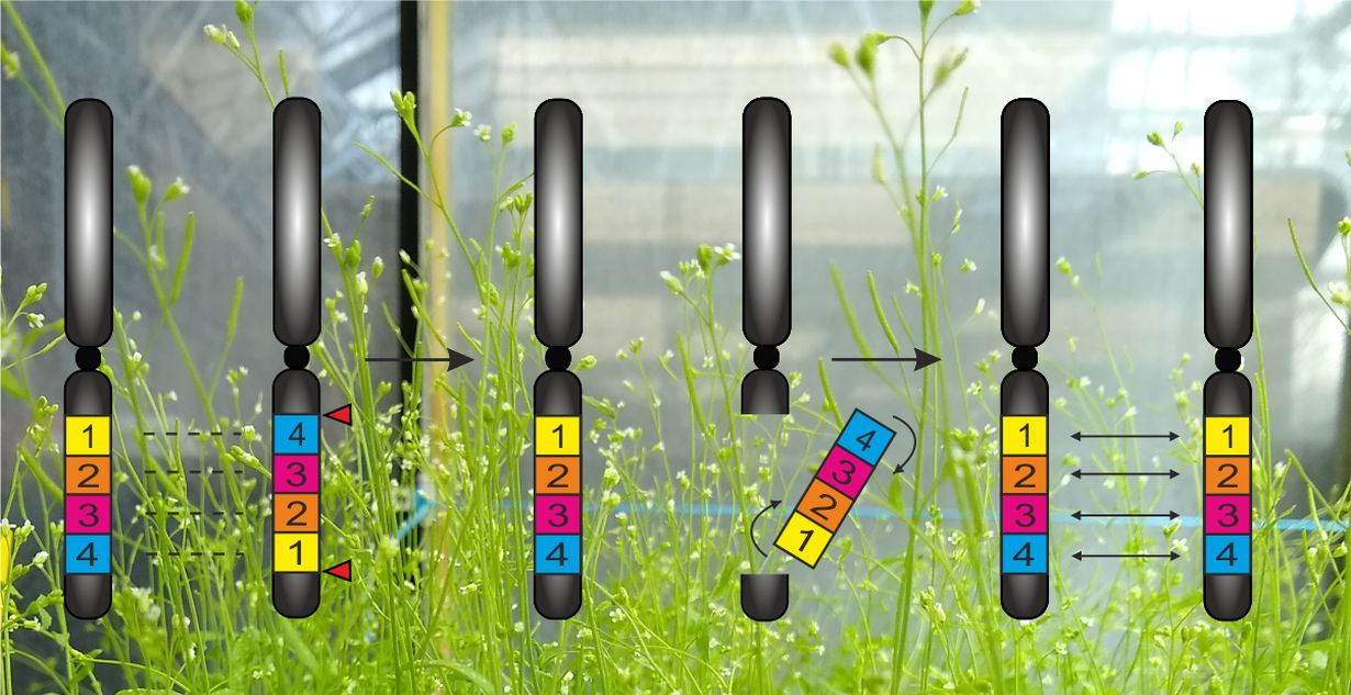 Eine Inversion (links) bei der Ackerschmalwand (Hintergrund) lässt sich mit CRISPR/Cas rückgängig machen (Mitte), um den Austausch von Genen (rechts) im betroffenen Abschnitt wiederzubeleben.