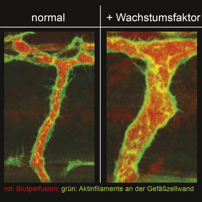 In vivo images of growing artery (A, B) and confocal images of arterial blood flow and arterial endothelial actin cytoskeleton (C, D). Detailed caption at the end of the text. 