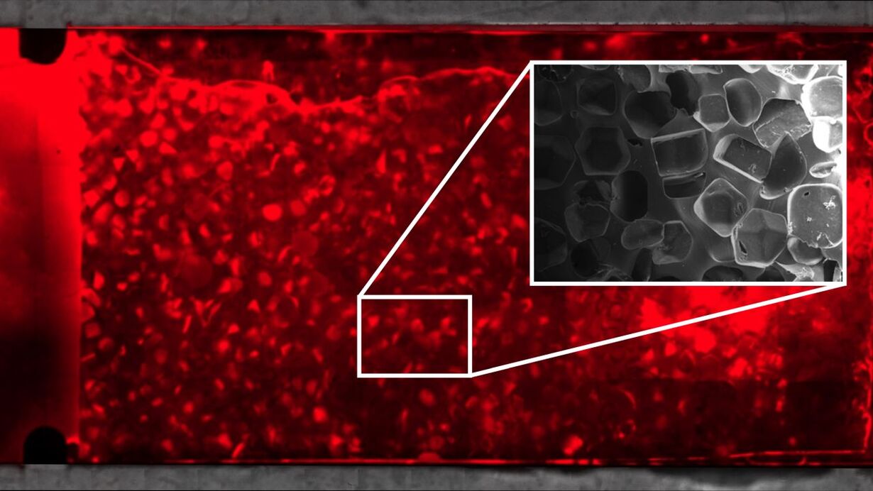 The sponge-like structure of the chip (in gray) was produced with salt crystals. In the lab, it is colonized by the red microorganisms within a few days.