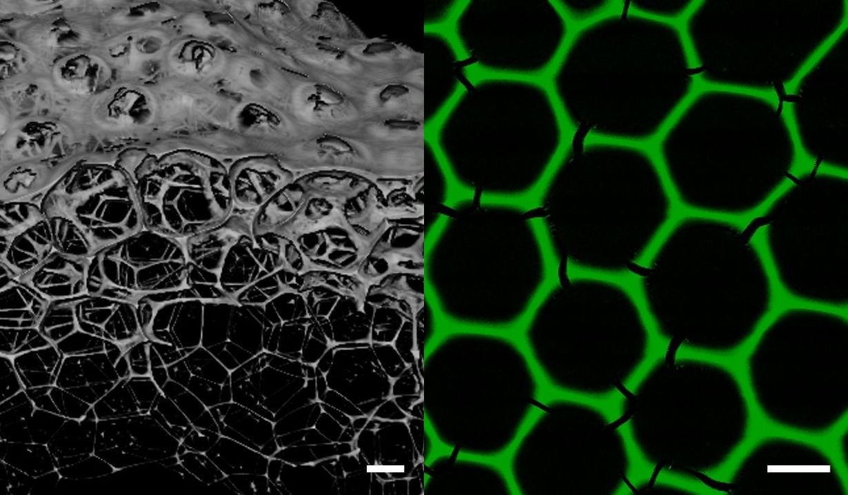 Julian Hertel, KIT Neue Biomaterialien für die industrielle Biokatalyse: Enzymschäume bilden dreidimensionale poröse Netzwerke mit stabiler hexagonaler Wabenstruktur.