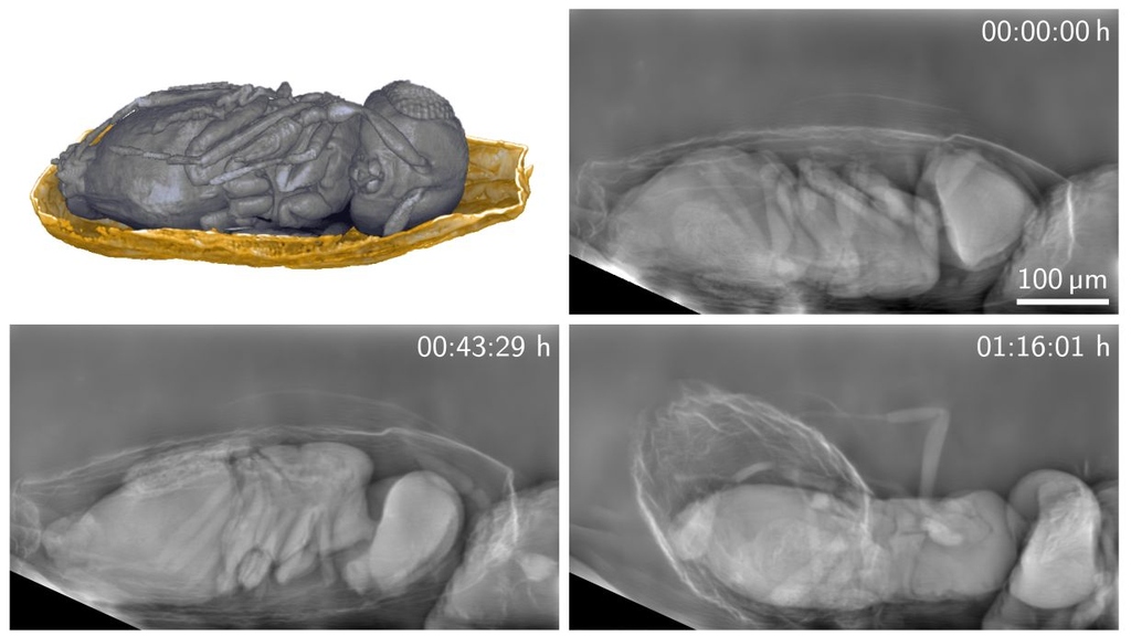 Living organisms can be observed for longer times with the new method. Here, you can see a parasitic Trichogramma wasp that developed in the egg of a grain moth and emerges from it. (Image: Rebecca Spiecker, KIT) 